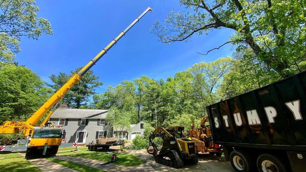 Tree Removal in Acton, MA