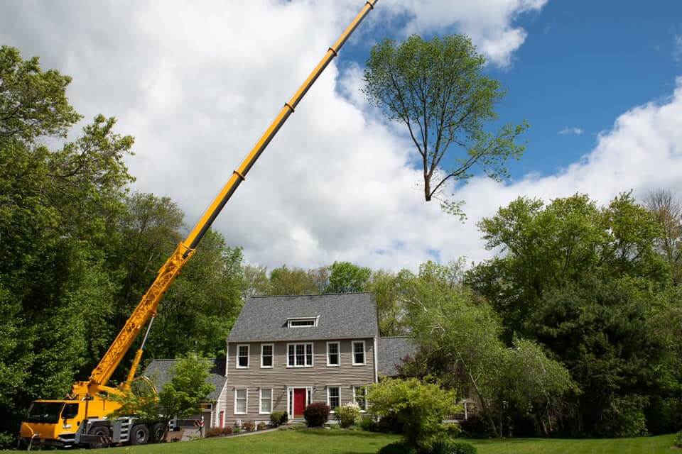 Holliston MA Tree Removal