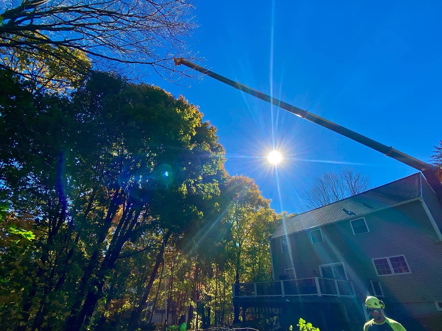 Newton tree services