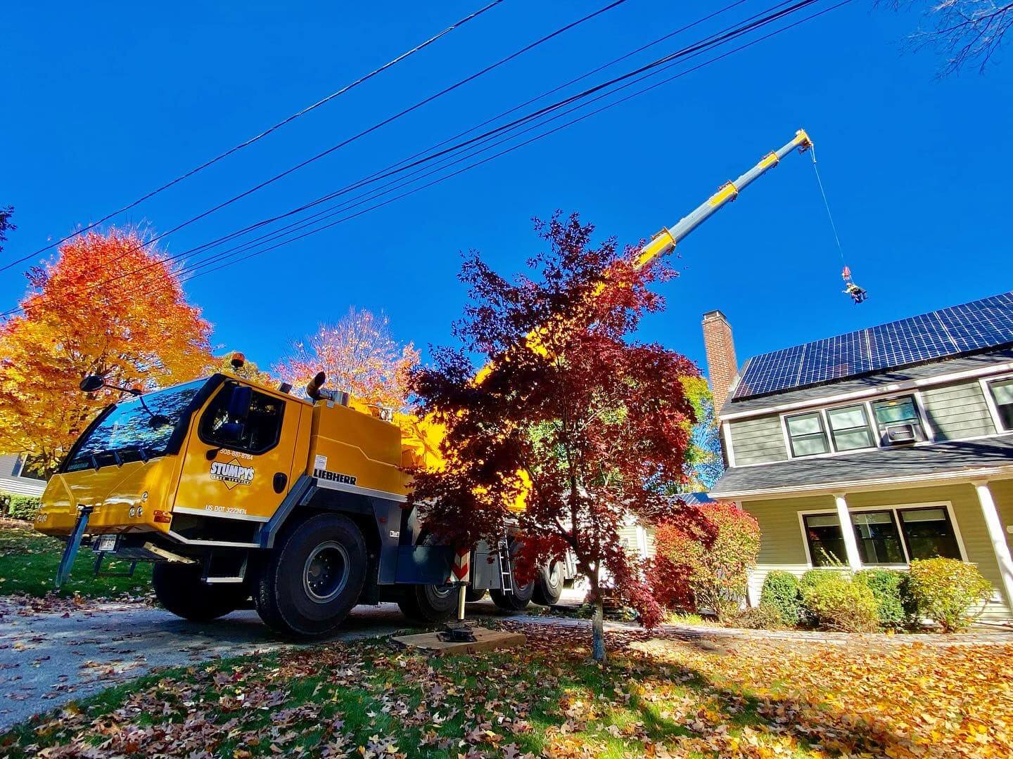 sherborn tree removal