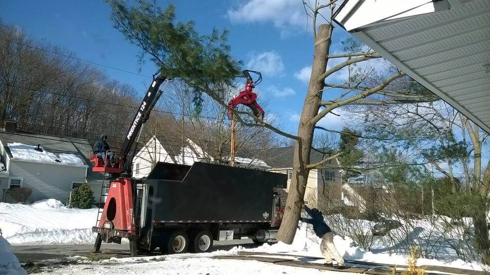 Westboro tree removal