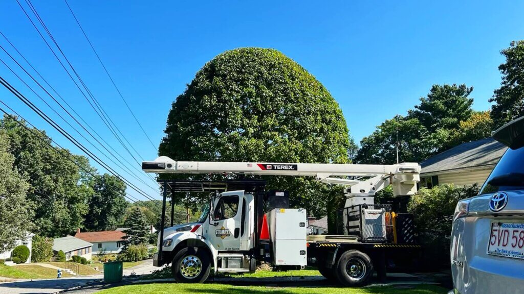 Tree pruning in Framingham, MA