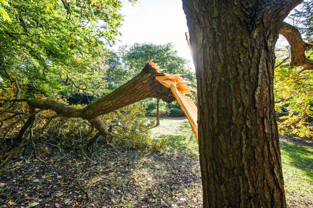 Storm Damage Tree Care Experts: Protecting Your Ashland Property