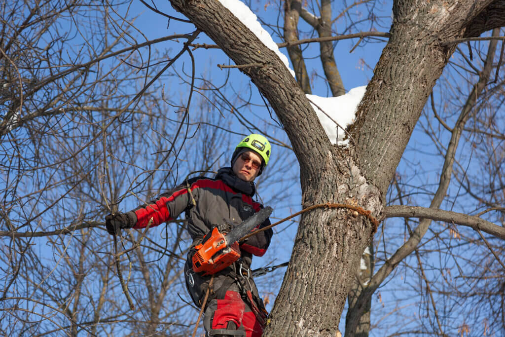Keep Your Trees Safe This Winter: The Importance of Pruning