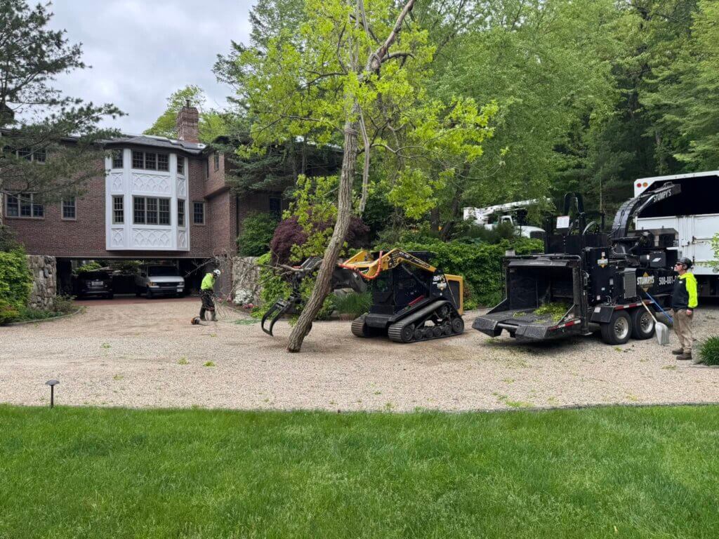 Fast Storm Damage Clean Up and Tree Removal in Massachusetts