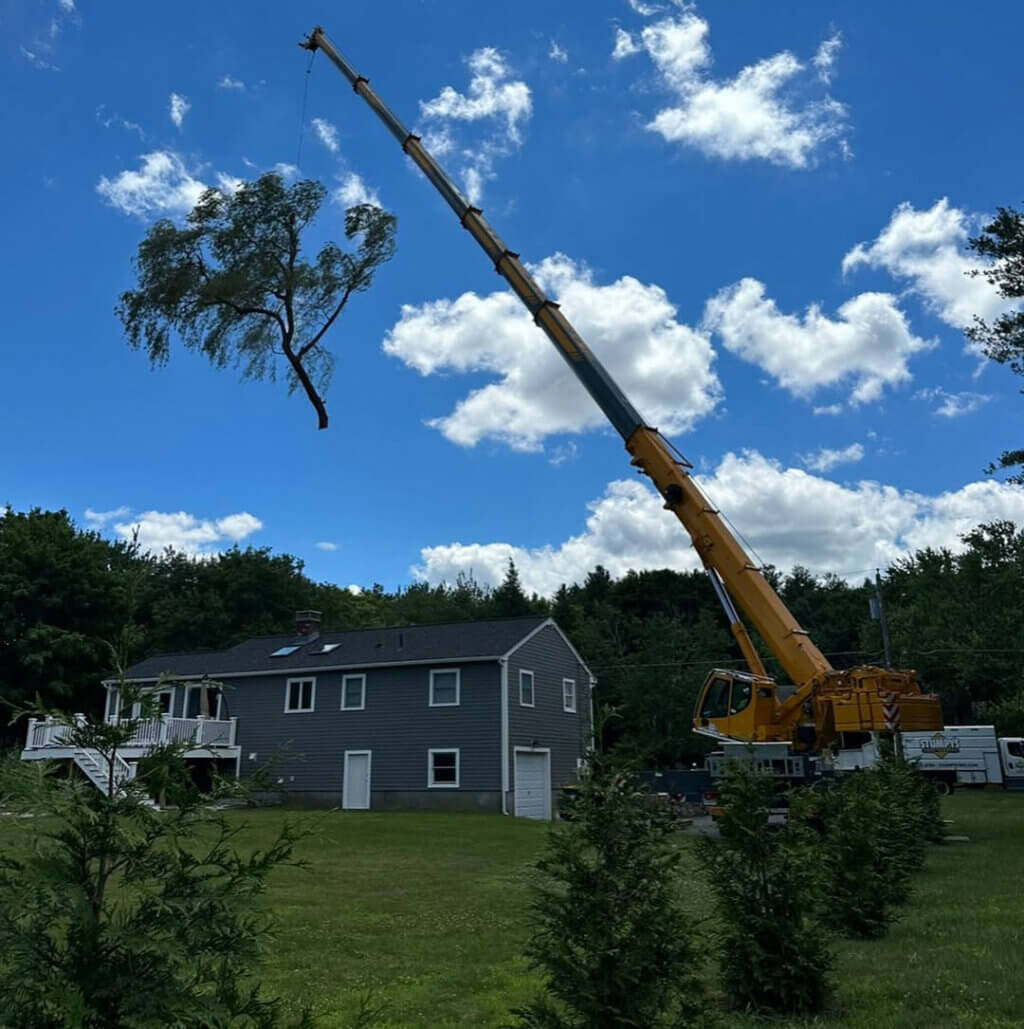 signs it's time to remove a tree