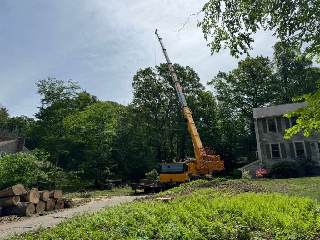 Crane-Assisted Tree Removal