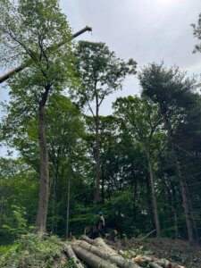 Crane-Assisted Tree Removal