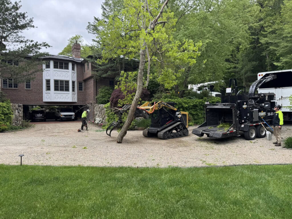 tree pruning and removal