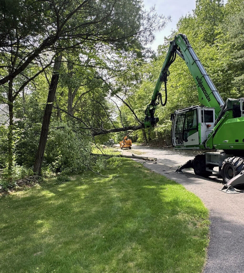Sudbury Tree Removal Services, Experienced arbor care worker assessing branch structure with professional equipment,Skilled tree specialist inspecting mature tree canopy and structural branch growth
