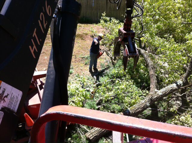 Tree Removal Safety, Experienced arbor care worker assessing branch structure with professional equipment