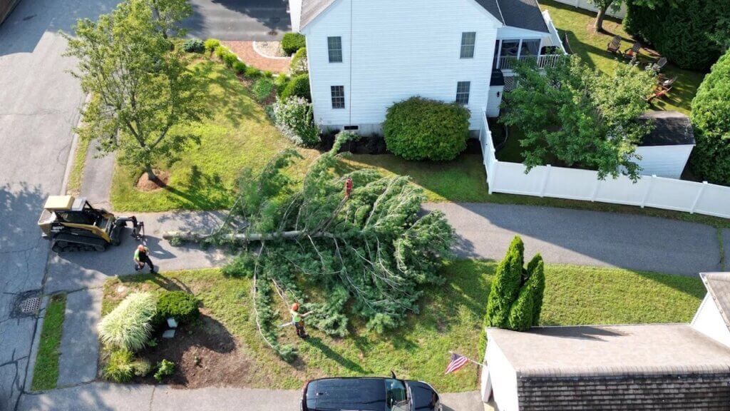 How to Tell If a Tree Is Dangerous to Your Home