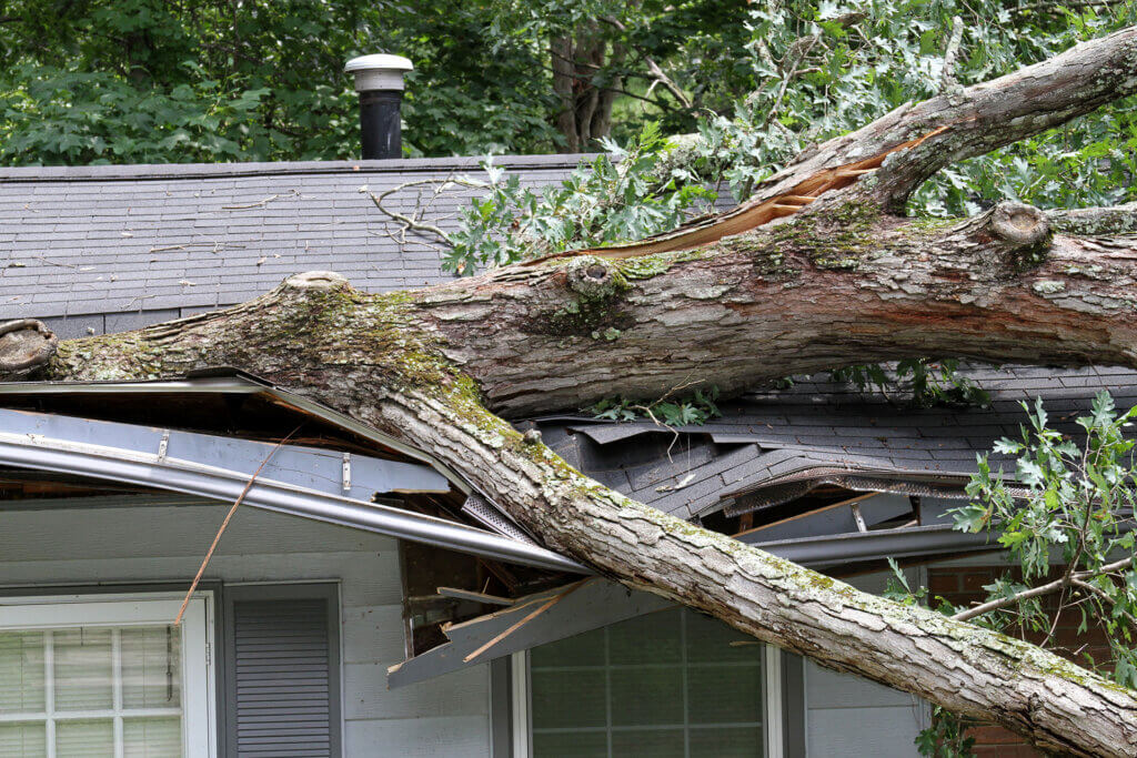 Storm Damage? Here's What to Do If a Tree Falls on Your Property