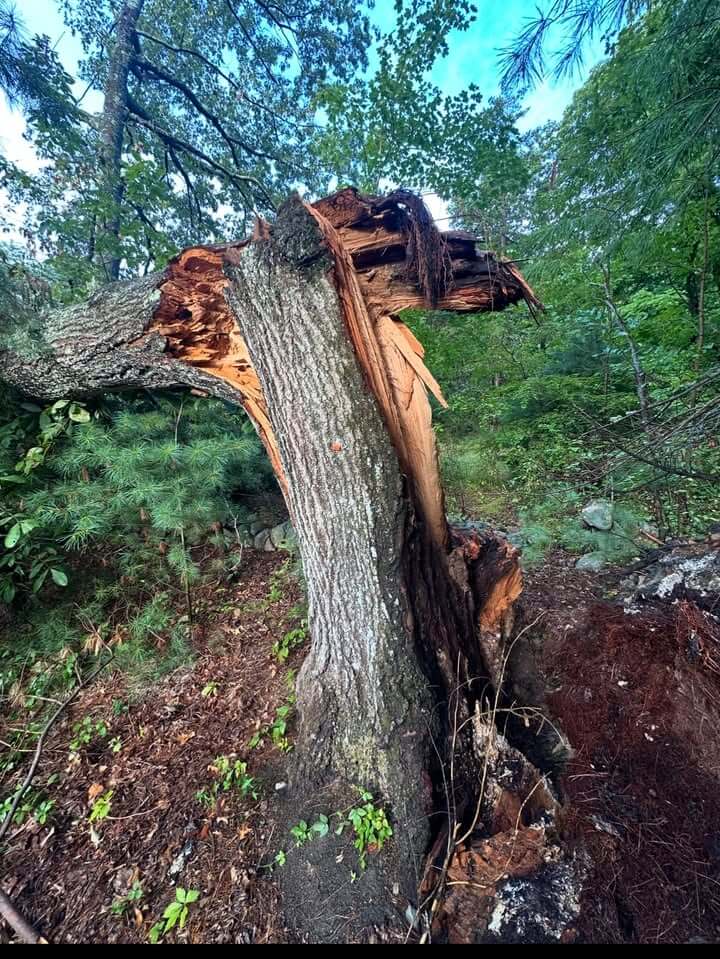 Emergency Tree Services