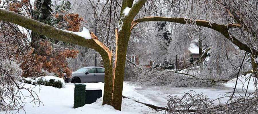 fallen split tree
