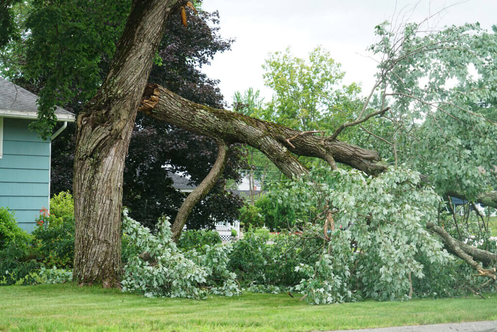 4 Reasons Not to Cut Up a Fallen Tree Yourself