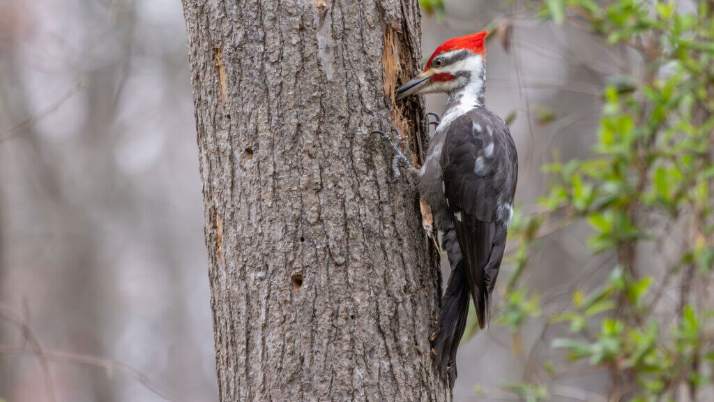 Holes in Your Tree Trunk: When It’s a Woodpecker and When It’s Worse