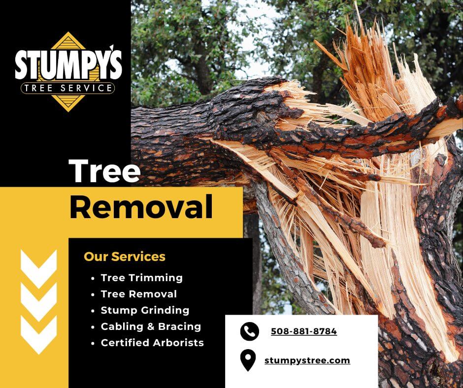 Tree Removal