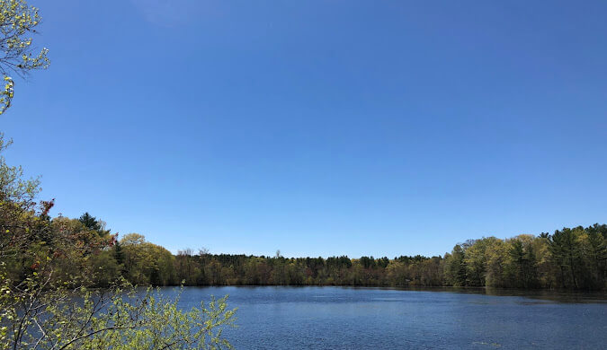 Tree Services in Hanson, MA
