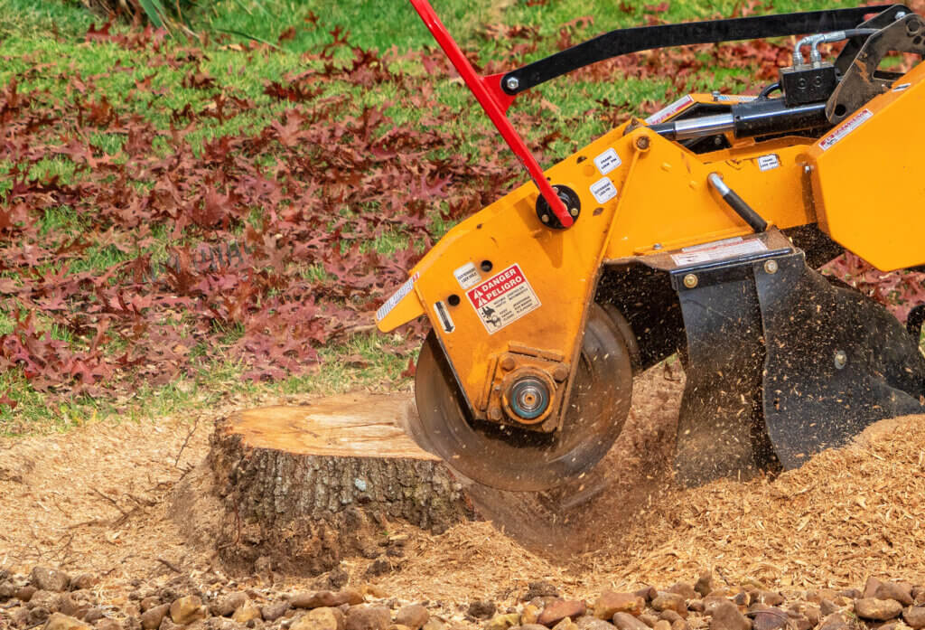 What to Do with a Tree Stump After Tree Removal