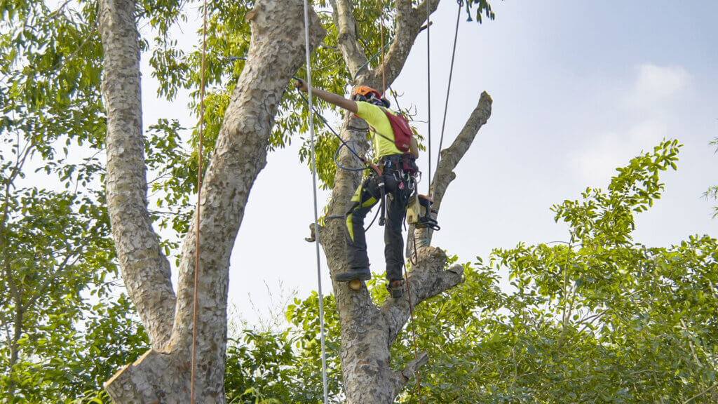 Summer Tree Pruning Tips for Homeowners