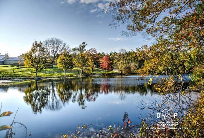 Tree Services in Rochester, MA